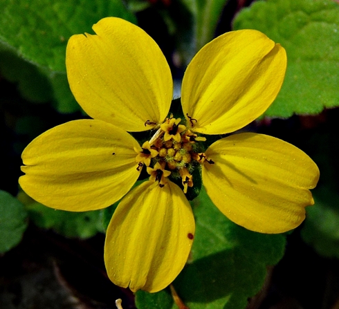 {Chrysogonum virginianum}